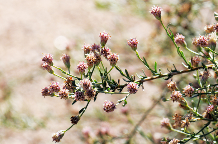 Giant Spanish Needle has pink flowers which in good rainfall years may have 100 heads per plant. Palafoxia arida var. gigantea